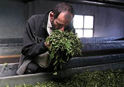 Vednúce čajové lístky krátko po zbere nádherne voňajú. Nepal Small Tea Producers LTD. Fikkal, Ilam, Nepál