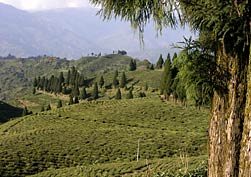 Malebné nepálske čajové plantáže Kanyam neďaleko hranice s Indiou, za ktorou leží Darjeeling.