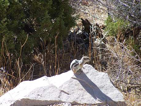 Národný park Joshua Tree 2